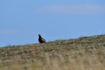 Common buzzard watching on the horizont on  the meadow 