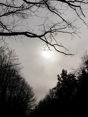 Moody scene with a view on the misty winter sky where the sun barely shines through amongst forest trees and branches.