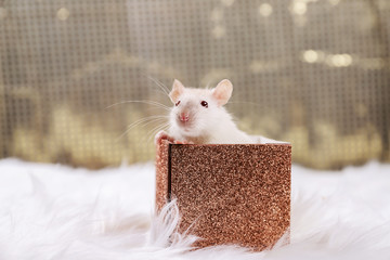 Rat in a box of gold color. New Year