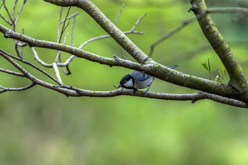 Great Tit in Hong Kong (Formal Name: Parus major)