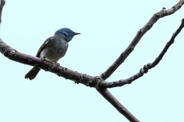 Black-naped Monarch in Hong Kong (Formal Name: Hypothymis azurea), Female