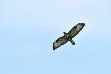 Portrait of common buzzard flying on the blue heaven