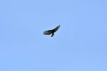 Common buzzard flying in the sky over the meadow