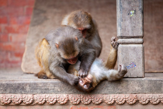 Monkey at the Swayambhunath temple or monkey temple in Kathmandu, Nepal