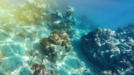 Obraz premium Amazing colors of underwater world
