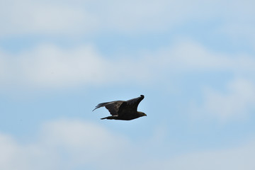 Common buzzard flying in the sky over the meadow