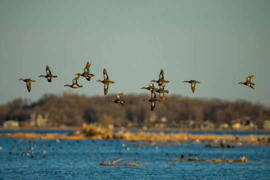Blue-winged Teal in flight taken in SE MN