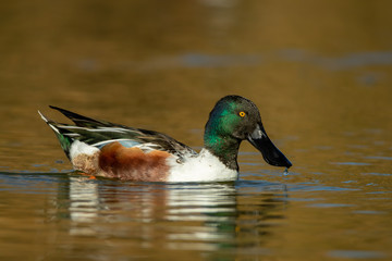 Northern Shoveler male taken in SE Arizona