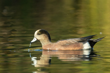 American Wigeon male taken  in SE Arizona