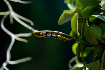 The caterpillar eats the tops of trees in the garden.