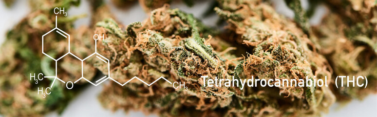 close up view of medical marijuana buds on white background with thc molecule illustration, panoramic shot