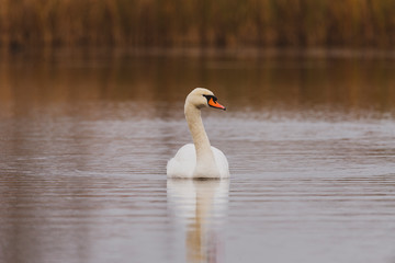 Swan on the lake