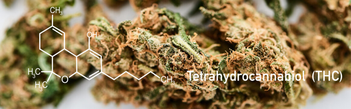 close up view of medical marijuana buds on white background with thc molecule illustration, panoramic shot