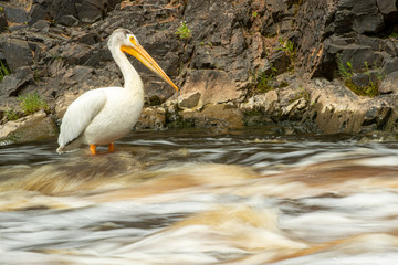 American White Pelican taken in northern MN