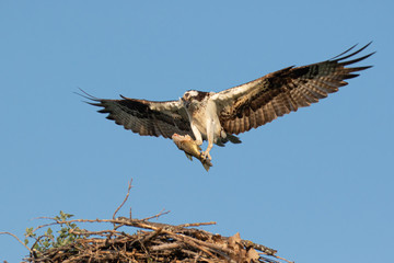 Osprey  with fish landing at nest taken in central MN