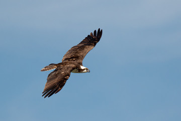 Osprey in flight taken in central MN in the wild