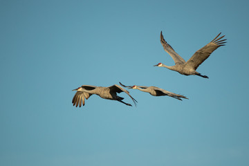 Sandhill Crane in flight taken in central Wisconsin
