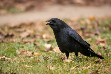 American Crow taken in central MN