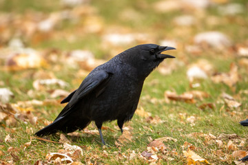 American Crow taken in central MN