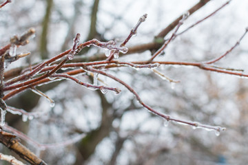 icicles on the branches. the cold snap after the rain