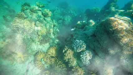 Amazing colors of underwater world