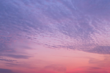 Fototapeta na wymiar Purple or pink bright sunset sky with many small and soft gray clouds. Background. .