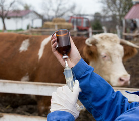 Veterinarian giving vaccine to cow