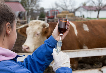 Veterinarian giving vaccine to cow