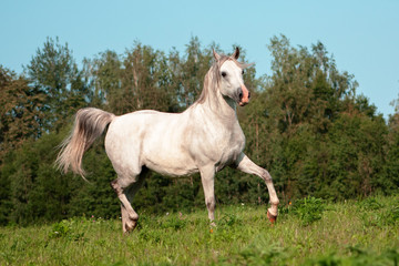 Light grey arabian breed horse running in trot in the green summer pasture. Animal in motion.
