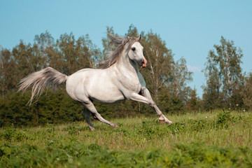 Obraz na płótnie Canvas Light grey arabian breed horse running in gallop in the green summer pasture. Animal in motion.