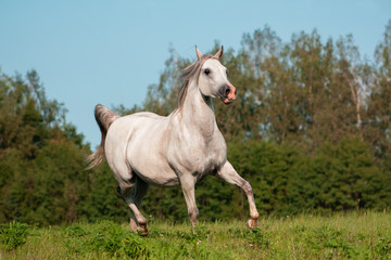 Light grey arabian breed horse running in trot in the green summer pasture. Animal in motion.