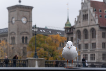 Gaviota sobre barandilla en la ciudad