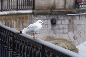 Gaviota sobre barandilla en la ciudad