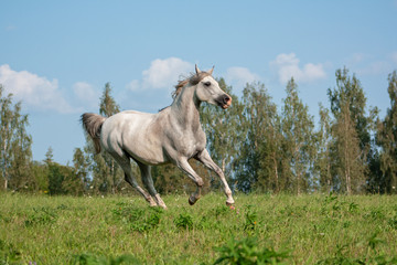 Obraz na płótnie Canvas Light grey arabian breed horse running in gallop in the green summer pasture. Animal in motion.
