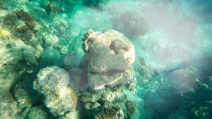 Amazing colors of underwater world