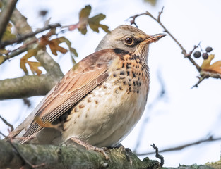 Drossel im Baum