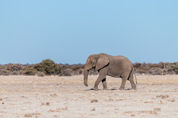 Fototapeta na wymiar One big male African Elephant -Loxodonta Africana- walking down the plains of Etosha National Park.