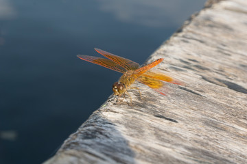 Amazing Flame Skimmer Orange Dragonfly Macro Photography. Beautiful Golden wing skimmer or darter...