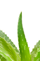 Aloe Vera plant leaves isolated on a white background.