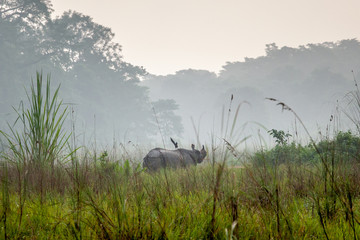 A wild Rhinoceros in the Chitwan national park, Nepal