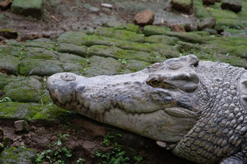 Crocodile