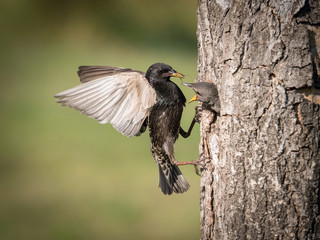 The Common Starling, Sturnus vulgaris is flying with some insect to feed its chick, the young bird is opening its beak to be feeded, pretty golden light, green background..