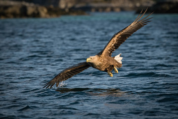 The White-tailed Eagle, Haliaeetus albicilla just has caught a fish from water, colorful environment of wildness. Also known as the Ern, Erne, Gray Eagle, Eurasian Sea Eagle. Nice summer background.