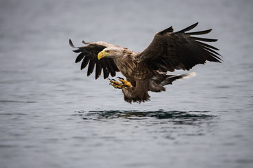The White-tailed Eagle, Haliaeetus albicilla just has caught a fish from water, colorful environment of wildness. Also known as the Ern, Erne, Gray Eagle, Eurasian Sea Eagle. Nice summer background.