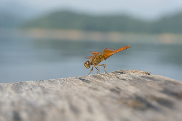 Amazing Flame Skimmer Orange Dragonfly Macro Photography. Beautiful Golden wing skimmer or darter or meadowhawks of the Libellulidae family.