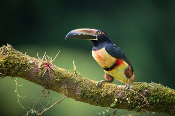 Pteroglossus torquatus, The collared aracari The bird is perched on the branch in nice wildlife natural environment of Costa Rica..