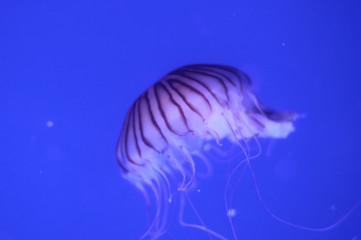 beautiful jellyfish in a large aquarium in the aquarium