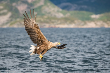 The White-tailed Eagle, Haliaeetus albicilla just has caught a fish from water, colorful environment of wildness. Also known as the Ern, Erne, Gray Eagle, Eurasian Sea Eagle. Nice summer background.