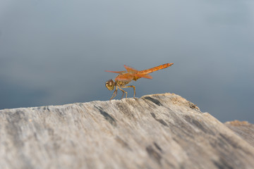 Amazing Flame Skimmer Orange Dragonfly Macro Photography. Beautiful Golden wing skimmer or darter...