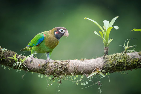 Pionopsitta haematotis, Brown-hooded parrot The bird is perched on the branch in nice wildlife natural environment of Costa Rica..